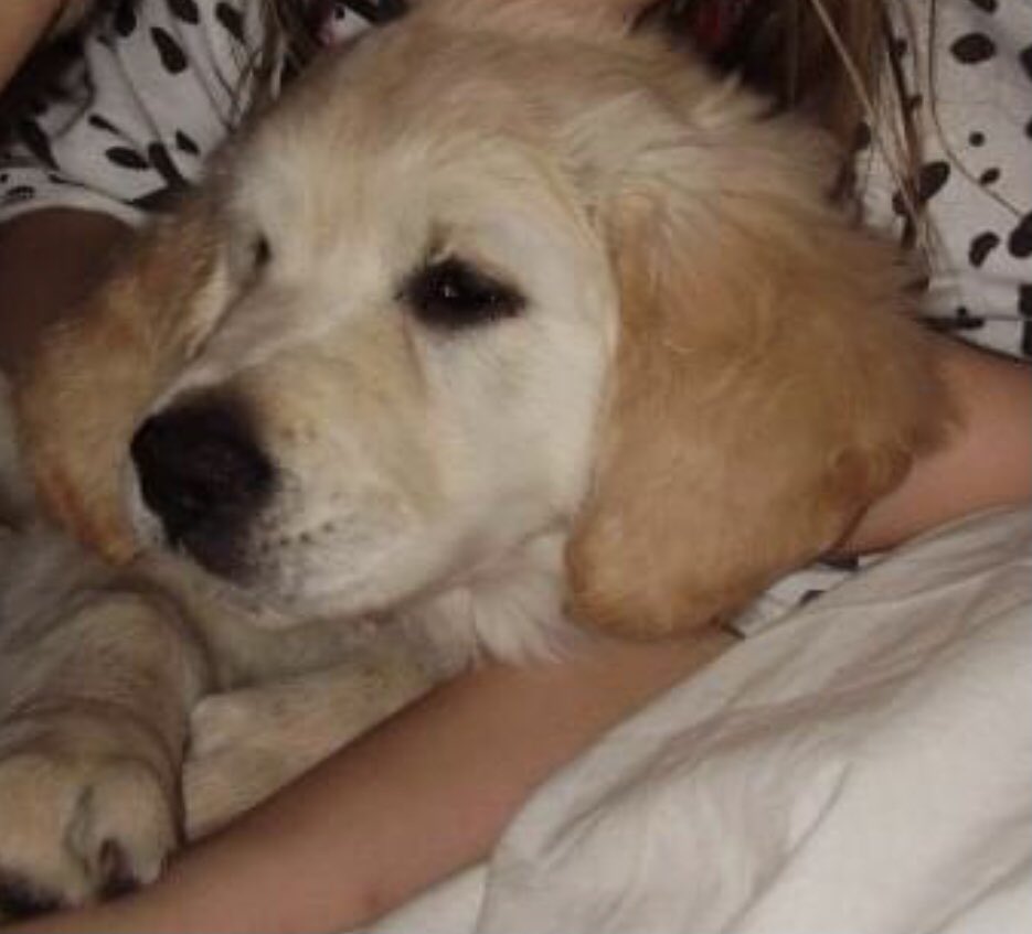 Allison Vale tweet media