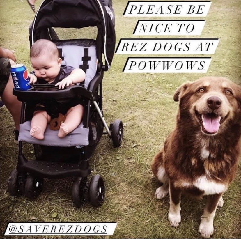 saverezdogs tweet media