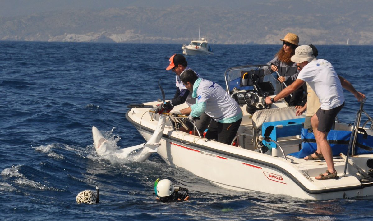 AssCatPesRes's tweet photo. Agraïm als pescadors recreatius participants, que desinteressadament han aportat les seva embarcació i material en aquesta   marcat de taurons, cal especial distinció a NAUTIVELA, EMBOTITS VALLS, SOTAMAR i VMC. 
Associació Catalana per a una Pesca Responsable,ciencia ciutadana https://t.co/zleepCJlSU