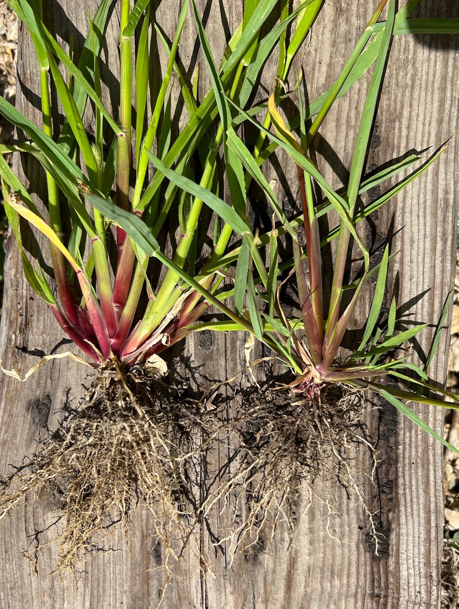 CWSS-SCM tweet media