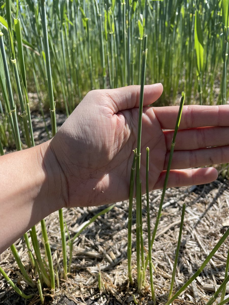 prairiegiants's tweet photo. We are seeing economic levels of armyworms in cereals. At heading, threshold is 2+ armyworms per square foot. Larvae are nocturnal, so when scouting during the day make sure to check under crop litter. https://t.co/h8V277HWZg