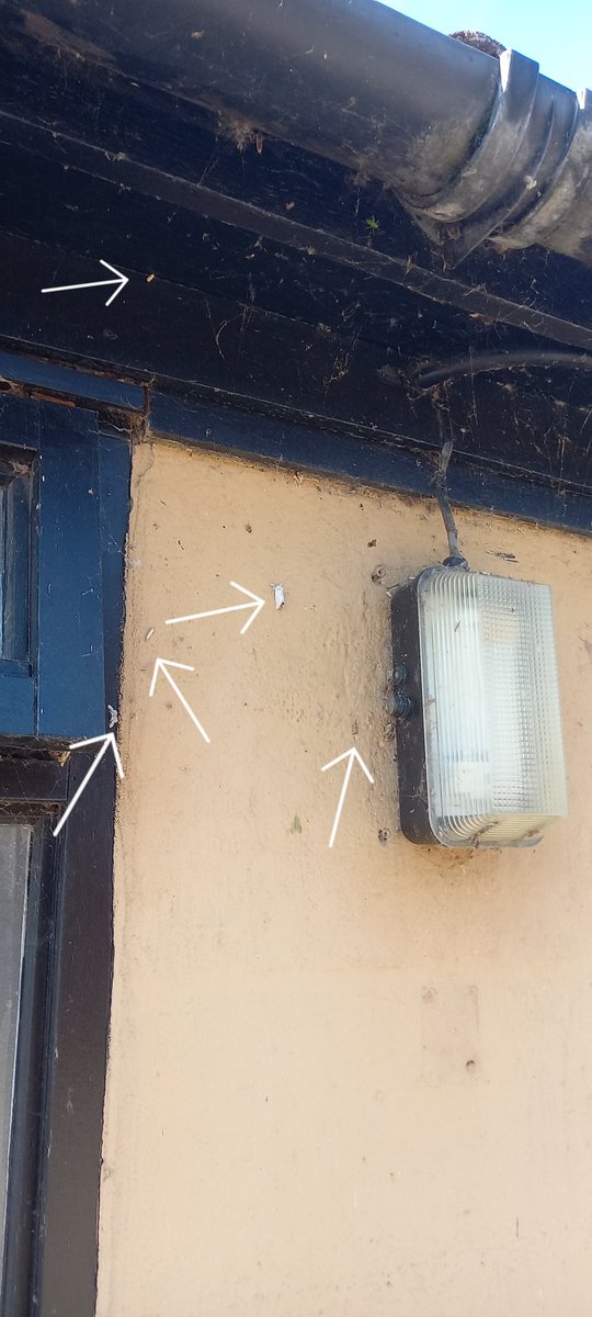 stuttonsparrows's tweet image. Ducked in to the old work office early this morning to map some swift nests on #SwiftMapper as well as a few moths: Brown-tail, Least Carpet, Synaphe punctalis, B. lacticolella, C. culmella, Common Footman. Over 5 years we recorded about 130 species here.