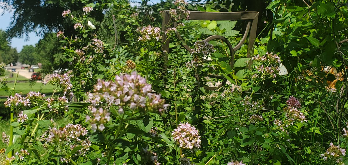 FarmageddonLLC's tweet photo. Plants look great despite being mowed three times by my neighbors.
#Farmageddon #Permaculture
#Farm #Organicgardening 
#nopesticides #BeeFriendly 
#LifeFriendly https://t.co/egjvfKZZsc