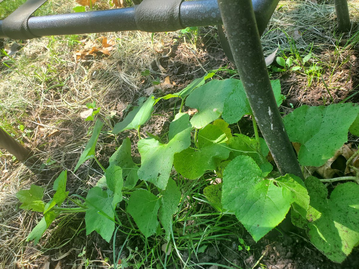 Plants look great despite being mowed three times by my neighbors.
#Farmageddon #Permaculture
#Farm #Organicgardening 
#nopesticides #BeeFriendly 
#LifeFriendly