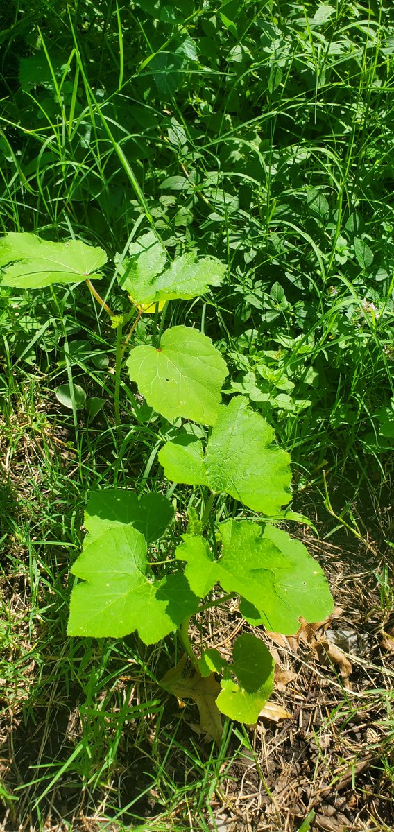 FarmageddonLLC's tweet photo. Plants look great despite being mowed three times by my neighbors.
#Farmageddon #Permaculture
#Farm #Organicgardening 
#nopesticides #BeeFriendly 
#LifeFriendly https://t.co/egjvfKZZsc