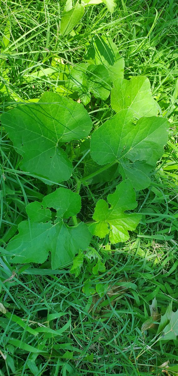 FarmageddonLLC's tweet photo. Plants look great despite being mowed three times by my neighbors.
#Farmageddon #Permaculture
#Farm #Organicgardening 
#nopesticides #BeeFriendly 
#LifeFriendly https://t.co/egjvfKZZsc