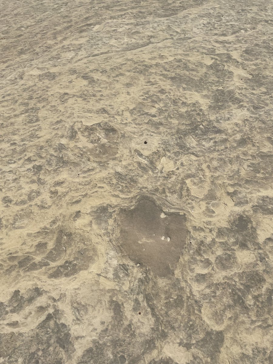 This rock layer extends all the way from Colorado to Southern California but Escalante, Utah is the ONLY region that has multiple species of dino tracks present! What happened here? A dino party??