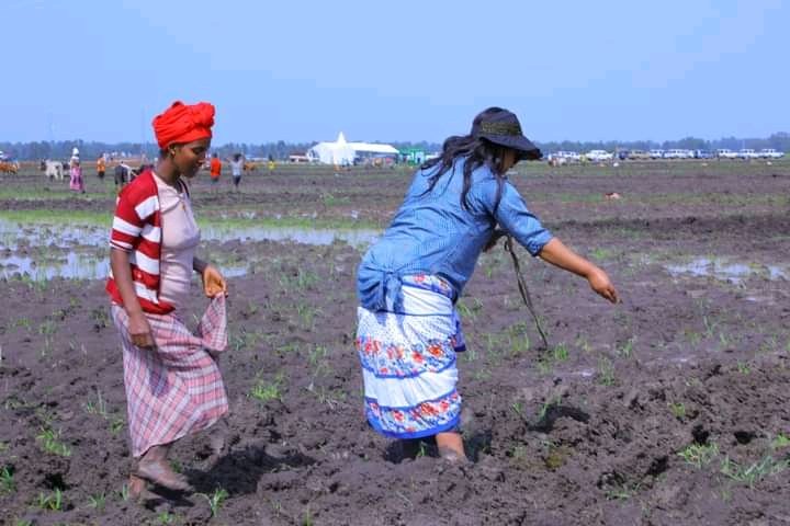 Hailemariam_Kef's tweet photo. Rice is one of our strategic crop,to meet our goal of achieving  self reliance of food supply in  shorter possible time in the region. In the country's hub of rice,South Gonder today rice sawing is started colourfully in the presence of officials from Federal and the Region. https://t.co/DdghBOQSCx