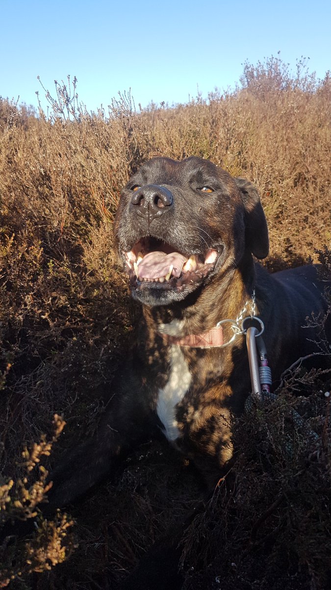 Noisy Fox tweet media