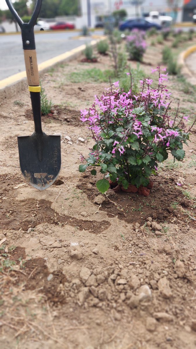 MorasBosques's tweet photo. Juntos podremos construir un corredor biológico que conecte con el Bosque La Primavera creando un habitad para polinizadores y aves migratorias.
Agradecemos a nuestros Vecinos, ITESO, Plaza Galerías, Observatorio Sur, fraccionamientos Bosques de Santa Anita y Bosque Real. https://t.co/XVQx3ShRAB