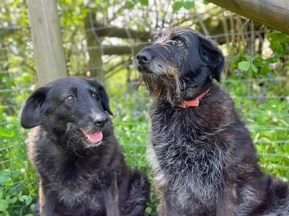 Please retweet to help Allie and Ellie find a home together #CARMARTHENSHIRE #WALES 
Kept in a shed with no windows for 3 years, since then been waiting for adoption for 4 years!  Sweet and friendly, they could live with another calm dog 🐶✅ 

DETAILS  
westwalespoundies.org.uk/dogs/ali-and-e……