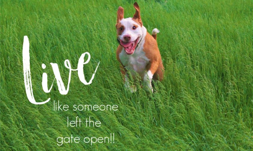 Dogs can LIVE FREE from pain, too! Drug-free RecoveryRx relieves canine arthritis pain. bielcorp.com/veterinary/ Distributors/reps sought. info@bielcorp.com/301 874 4890 #veterinarymedicine #painrelief #seniorpets #arthritisrelief #innovation #caninerehabilitation #painmanagement