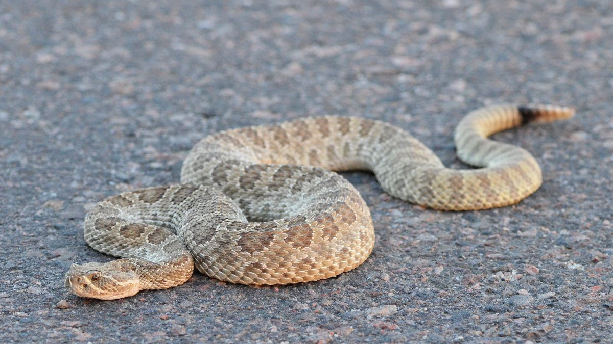 douglas-county-co-on-twitter-did-you-know-rattlesnakes-are-commonly