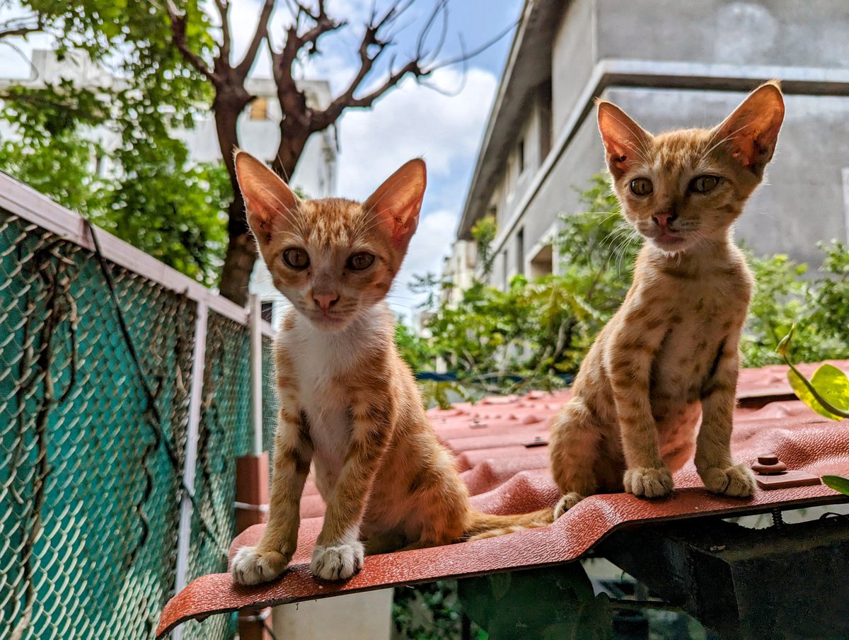 🐱🐱 Looking for a loving forever home! These adorable kittens in Pune are inseparable and would love to be adopted together. 🐾 DM for details and give them the purrfect life they deserve!  #AdoptDontShop #KittensForAdoption #PunePets #CuteKittens #FurFamily #Pune