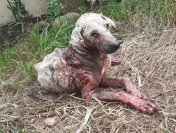 He is around 5 years old, and is an affectionate boy.  He is neutered, fully vaccinated and would make a great addition to any family. Please message our Inbox if you'd like to give Ziggy a second chance at life!