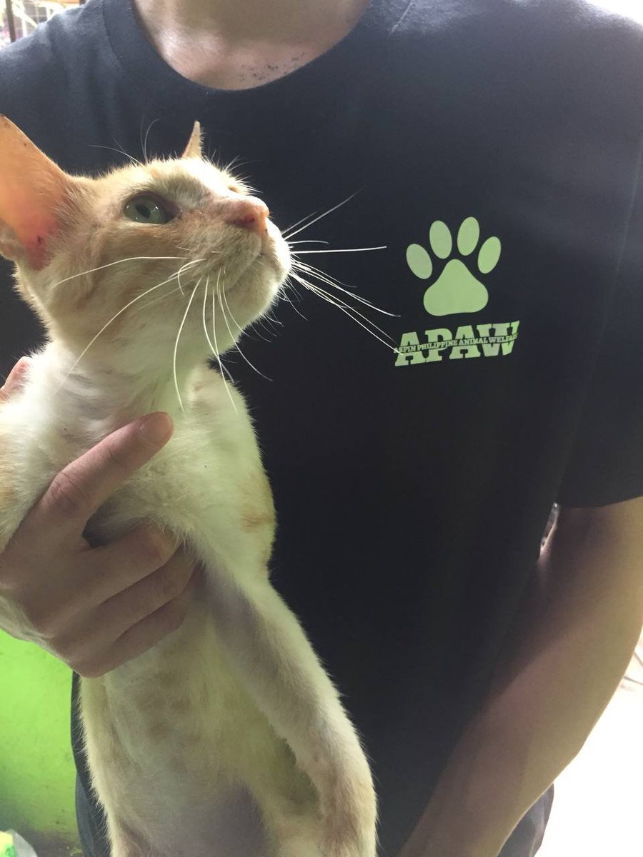 Our 500 peso fee covers all vaccinations, annual checkup and spay/neuter.
Consider adopting a new family member today!!
aspinphanimalwelfare@gmail.com