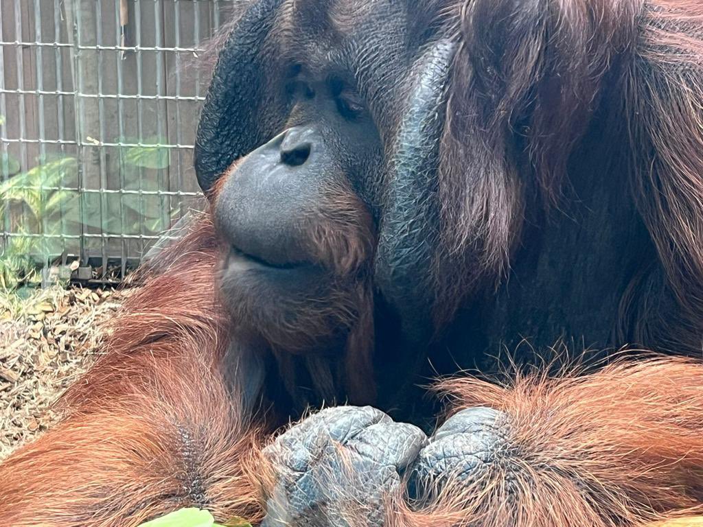 SciStm's tweet photo. Our scientists enjoyed a great day out at Colchester Zoo today and found out about conservation and endangered animals.

Lots of reports of our students demonstrating exemplary behaviour 🏆

A huge thank-you to Dr Everest for organising a fantastic school visit 👏 https://t.co/sKjUOfSUXe