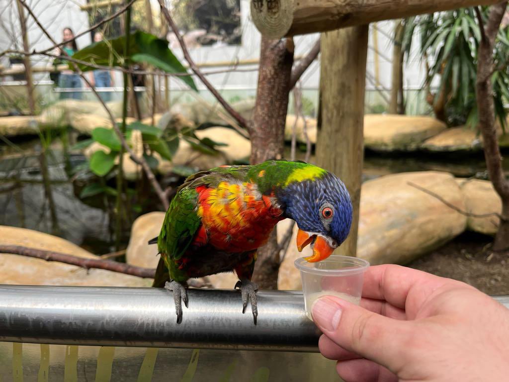 SciStm's tweet photo. Our scientists enjoyed a great day out at Colchester Zoo today and found out about conservation and endangered animals.

Lots of reports of our students demonstrating exemplary behaviour 🏆

A huge thank-you to Dr Everest for organising a fantastic school visit 👏 https://t.co/sKjUOfSUXe