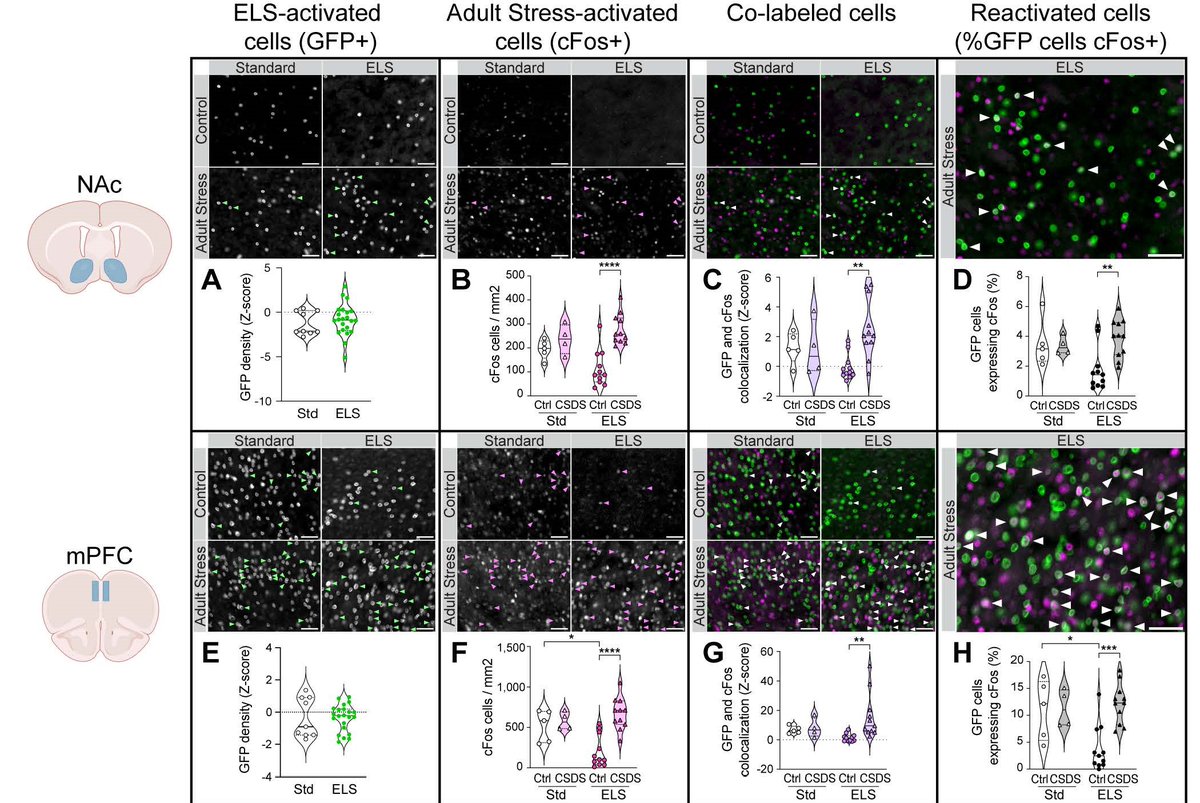 SfN Journals (@sfnjournals) on Twitter photo #JNeurosci: <a href="/JA_Balouek/">Julie-Anne Balouek</a> @cate_cholamine et al. <a href="/PrincetonNeuro/">Princeton Neuroscience Institute</a> found nucleus accumbens neurons initially sensitive to early-life stress remain hypersensitive to stress throughout life in mice. Inhibiting neurons during stress ameliorated hypersensitivity.
jneurosci.org/lookup/DOI/10.… #JNeurosci: <a href="/JA_Balouek/">Julie-Anne Balouek</a> @cate_cholamine et al. <a href="/PrincetonNeuro/">Princeton Neuroscience Institute</a> found nucleus accumbens neurons initially sensitive to early-life stress remain hypersensitive to stress throughout life in mice. Inhibiting neurons during stress ameliorated hypersensitivity.
jneurosci.org/lookup/DOI/10.…