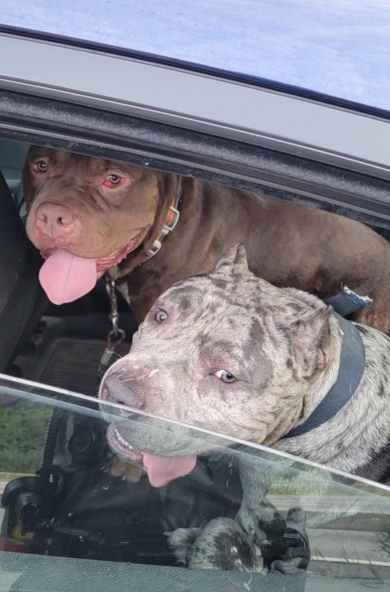 nyspolice's tweet photo. These beautiful dogs were located on Alt Rt 7 in Colonie, NY early Saturday morning. Troopers were able to secure them before they were injured and we would love to reunite them with their family! If you recognize these dogs please contact Colonie Animal Control at 518-783-2711. https://t.co/HmQA75yxsP