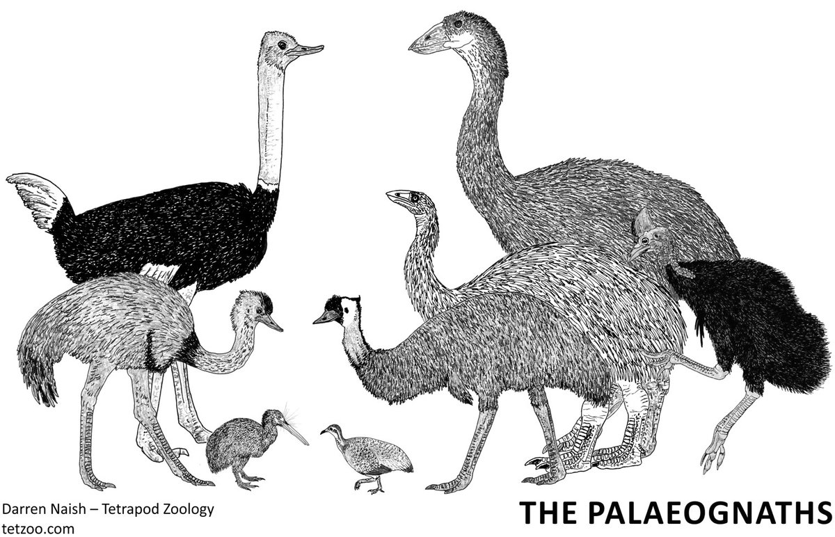 TetZoo's tweet photo. Several ideas relevant to the #evolution of ostriches and kin - the palaeognaths - have been controversial. In this article (modified relative to its first outing in 2014), we cover some of those areas. All because I'm reviewing a very strange book.... https://t.co/Ow9ZdO751w https://t.co/Gk0cilE5BL