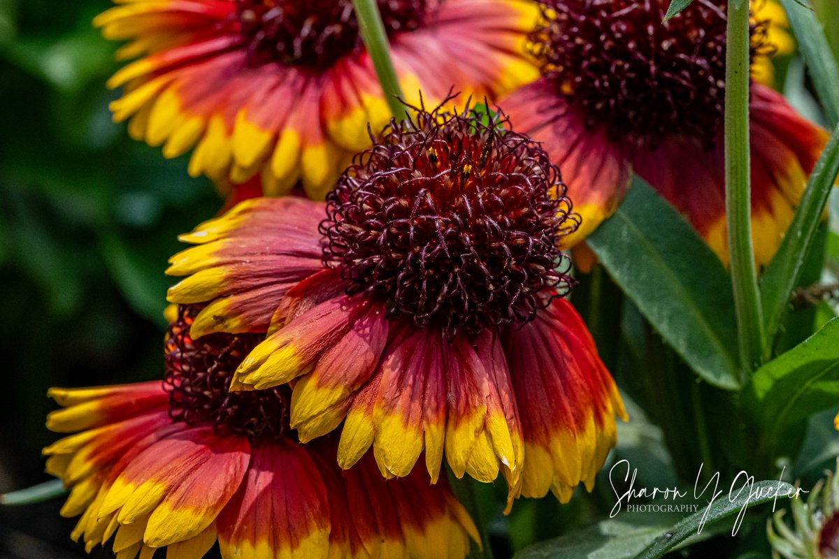 Arizona Sun
#flower #flowerphotography #flowerlovers #botany #botanyphotography #macrophotography #macroflower #nature #naturephotography #redandyellow #blossom #Nikon #ThePhotoHour #nikoncreators #nikonphotography #TwitterNaturePhotography #beautyinnature #closeupshot #flowers