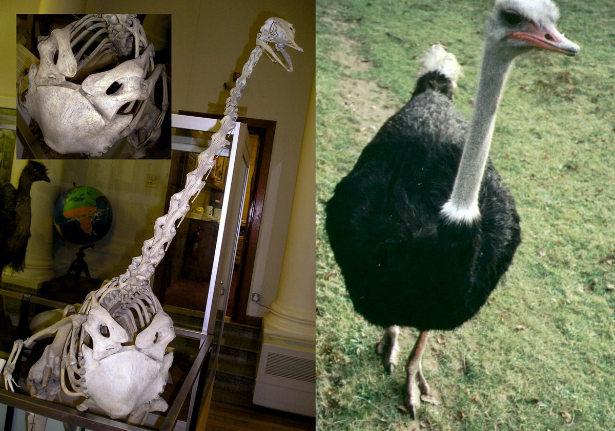 TetZoo's tweet photo. Several ideas relevant to the #evolution of ostriches and kin - the palaeognaths - have been controversial. In this article (modified relative to its first outing in 2014), we cover some of those areas. All because I'm reviewing a very strange book.... https://t.co/Ow9ZdO751w https://t.co/Gk0cilE5BL