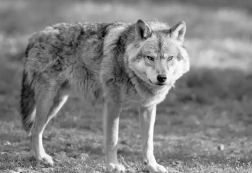 @VisualsbySauter Last week, between Northeast Yellowstone National Park and the Montana border on Hwy 212, 11:20 AM
#graywolves