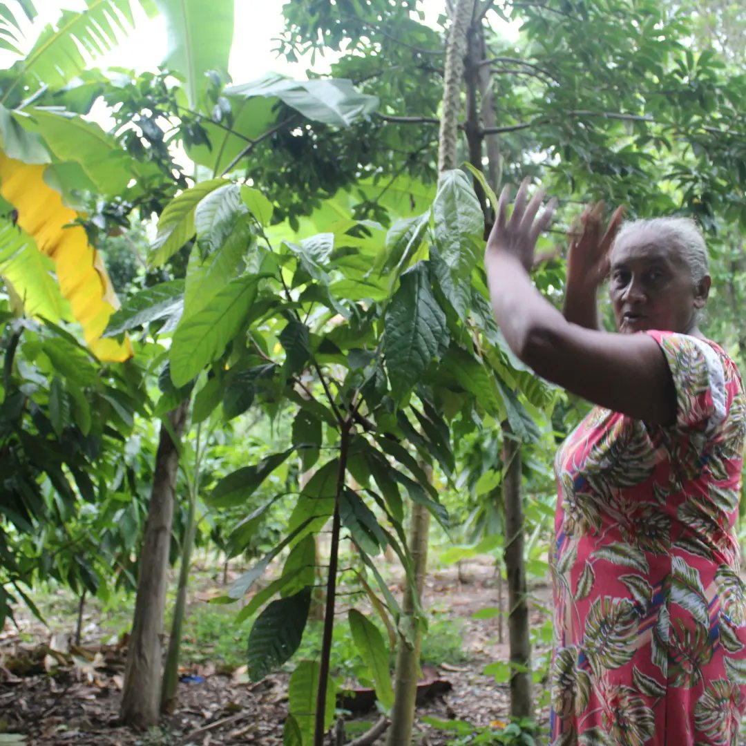 Diagnóstico y acuerdos de cooperación con los productores de #aripao
Con el apoyo de <a href="/TierraVivaVzla/">Fundación Tierra Viva</a> y <a href="/PPD_Venezuela/">Pequeñas Donaciones</a> promoveremos la regeneración de los suelos y la producción de alimentos libres de #mercurio en el río #Caura
Junto a <a href="/WatunnaV/">Watunna Venezuela</a> <a href="/Phynatura/">Phynatura</a>
<a href="/clima21_VE/">Clima21_ADH</a>
#SomosCaura