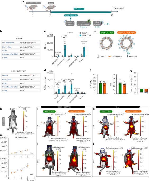 New content online: Transport by circulating myeloid cells drives liposomal accumulation in inflamed synovium dlvr.it/Srz4VN