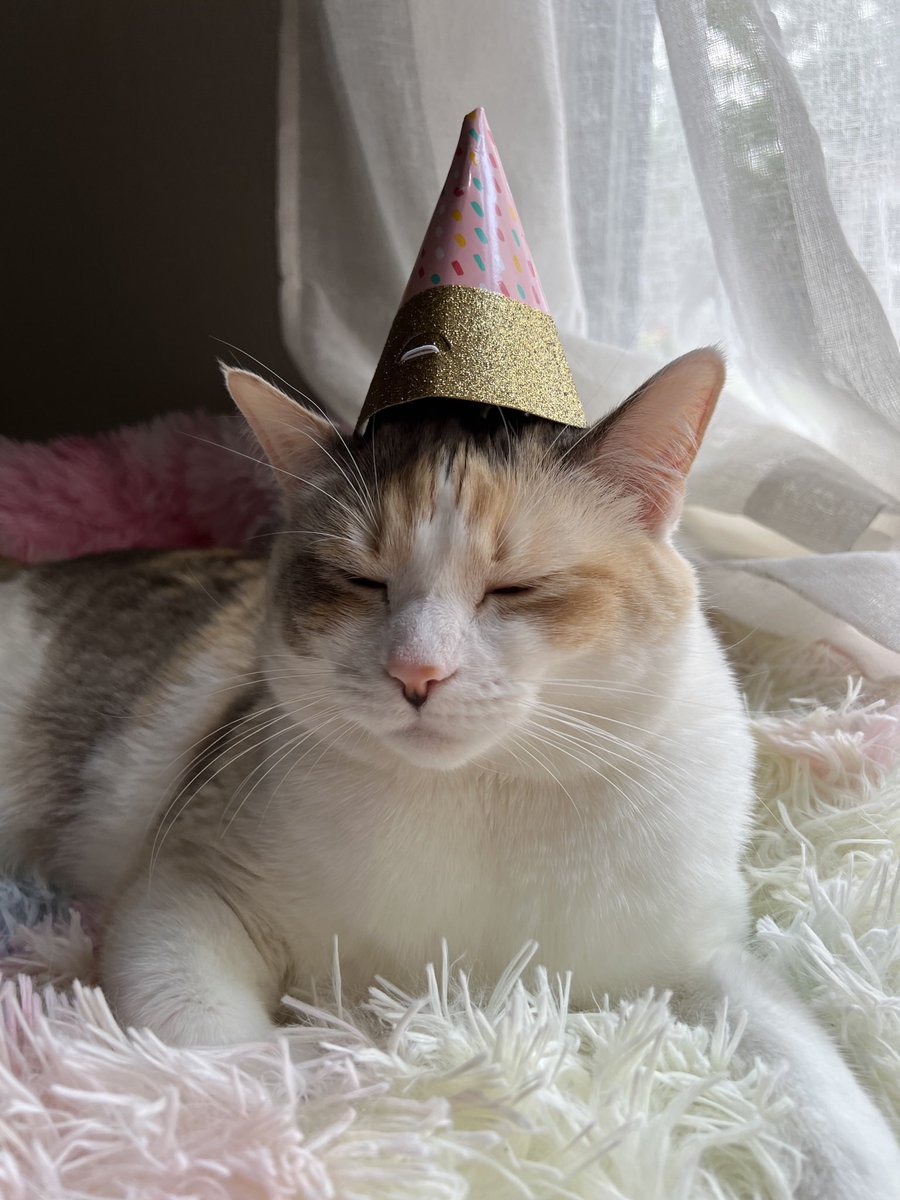 fatfatpankocat's tweet photo. Panko’s birthday is July 28th!!! She will turn 5! https://t.co/AOM36GneFk