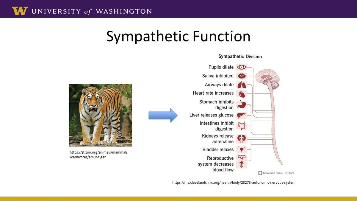 nwrscis's tweet photo. Watch the latest SCI Forum video!
The Autonomic Nervous System and Autonomic Dysfunction after SCI

https://t.co/eTDpvkCtuW

Spinal cord injury (SCI) can result in dysfunction of the autonomic nervous system.......

Check out all of our videos at https://t.co/rO58tUdAUm. https://t.co/Z94iYtheCR