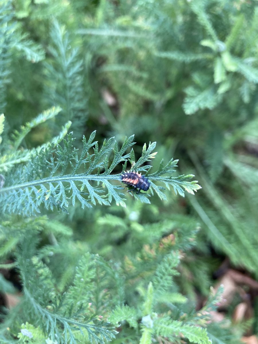 Elaine Cresswell tweet media