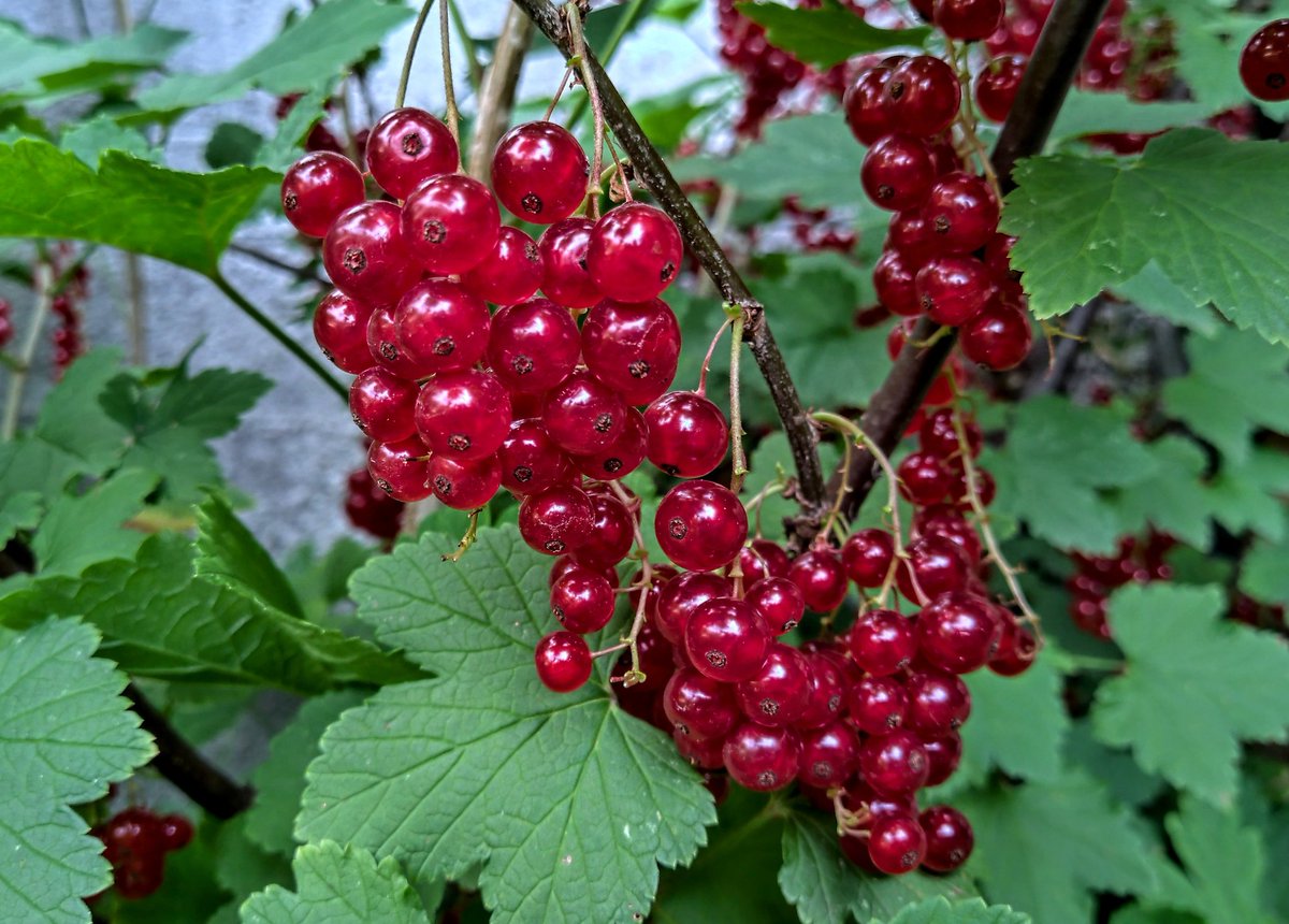 RoumenDontchev's tweet image. Have a tasteful evening!
#ShotOnNokia
#Nokia9PureView 📱