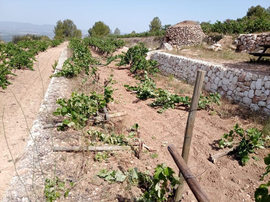 AlbetiNoya's tweet photo. Així ens hem trobat avui la vinya de #elfanio! No en teníem prou amb la sequera, amb els senglars, que ara, a sobre, també hem de lluitar contra l'estupidesa d'algus "humans". 🤬😞🍇 https://t.co/n5gpEeTnsr