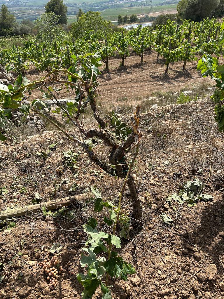 AlbetiNoya's tweet photo. Així ens hem trobat avui la vinya de #elfanio! No en teníem prou amb la sequera, amb els senglars, que ara, a sobre, també hem de lluitar contra l'estupidesa d'algus "humans". 🤬😞🍇 https://t.co/n5gpEeTnsr
