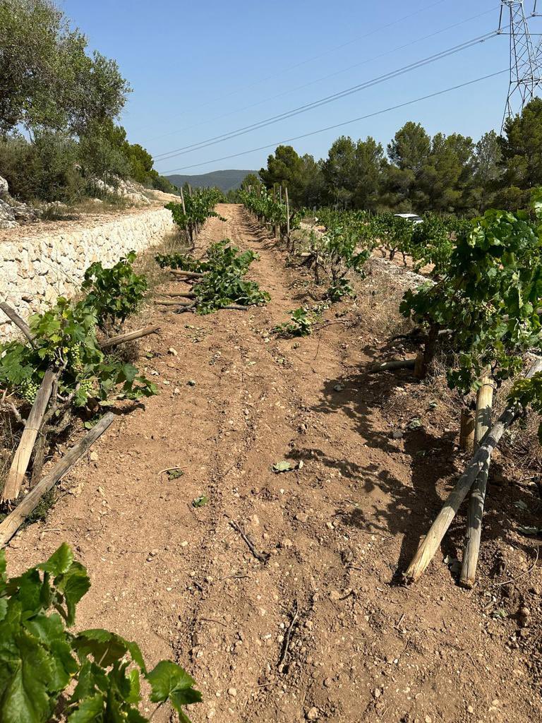 AlbetiNoya's tweet photo. Així ens hem trobat avui la vinya de #elfanio! No en teníem prou amb la sequera, amb els senglars, que ara, a sobre, també hem de lluitar contra l'estupidesa d'algus "humans". 🤬😞🍇 https://t.co/n5gpEeTnsr