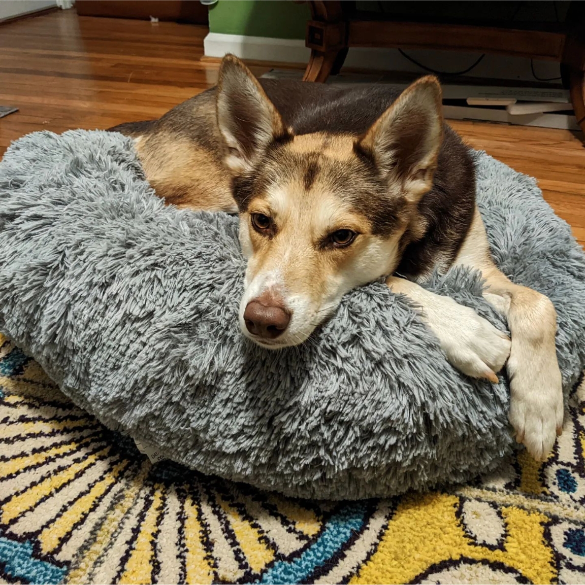 atlantapetlife's tweet photo. Just lying here, chilling like a villain, waiting for Monday to make its grand exit. ๐๐พ
Can we fast-forward to the weekend, please? Atlanta, let's power through this Monday and make it to the finish line! ๐ช
๐ถ Willow
#MondayChill #WaitingForTheWeekend #AtlantaDogs #Monday https://t.co/G3kMXpDip4