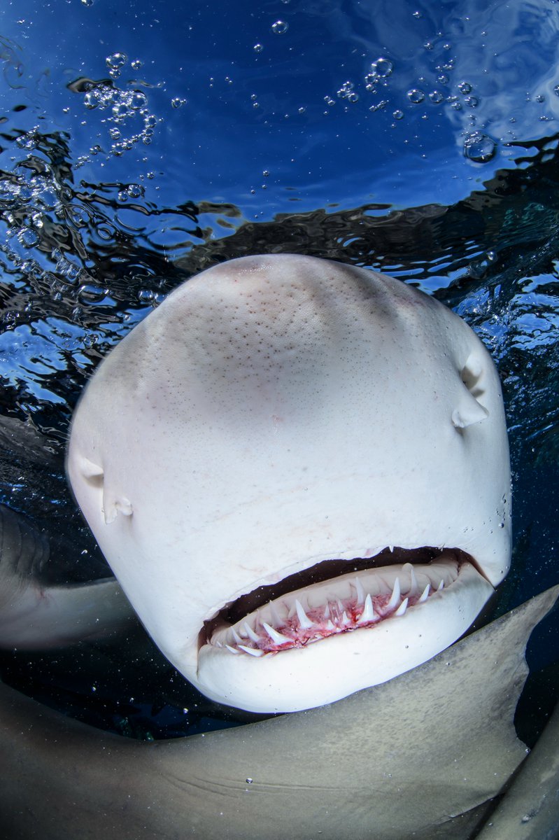 AnimalPlanet's tweet photo. Boop! 🦈🍋

This lemon #shark was spotted swimming off the coast of The #Bahamas.

📷: Martin Voeller

Don’t miss #SharkWeek on Sunday, July 23 on @Discovery! https://t.co/K3KaN5xBZ1