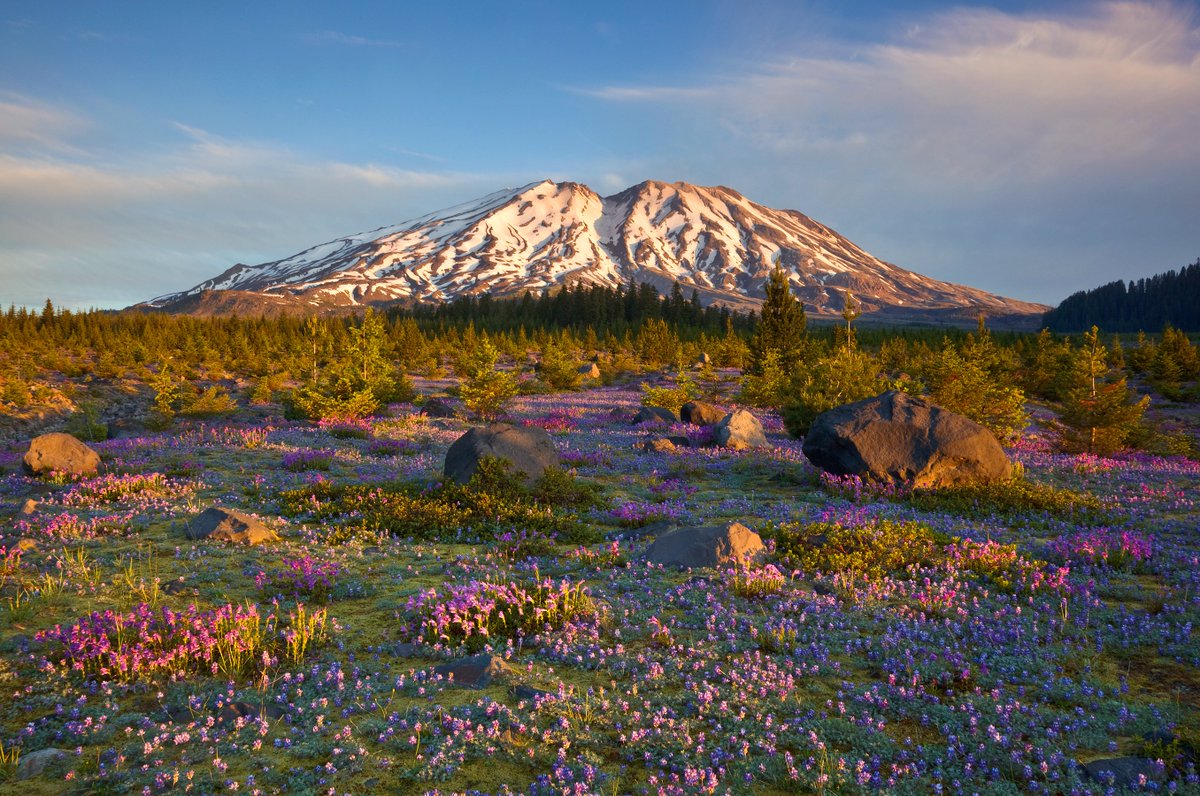 It's #NationalForestWeek! From July 10-16, adventure to nearby national forests! 🌲Did you know 7 in 10 Americans are within a 2-hour drive of a National Forest? Explore the #GiffordPinchotNationalForest, home to #MountStHelens with acres of scenic beauty!⛰️ #TrueToNature