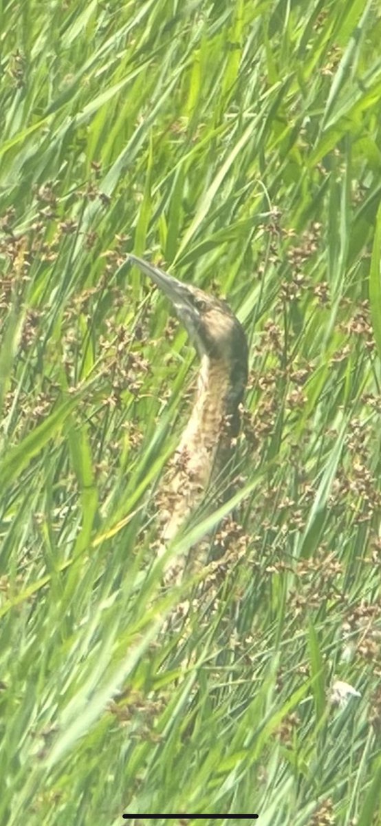 Nedgars's tweet photo. A bittern enjoying the sunshine! https://t.co/NUsgo6jues