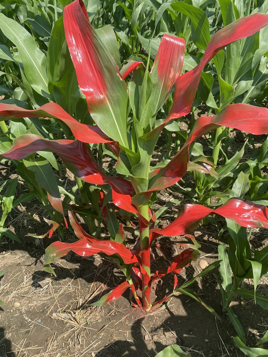 Trinitybiochem's tweet image. #FullBore applied 5days prior to this silage corn. Red plant treated, blue untreated. Just love how much extra tonnage we can get out of  it. #TrinityBiochem