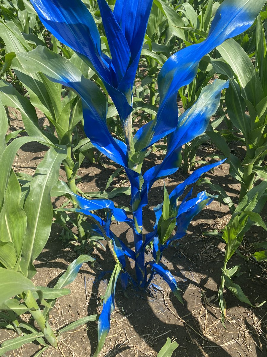 Trinitybiochem's tweet image. #FullBore applied 5days prior to this silage corn. Red plant treated, blue untreated. Just love how much extra tonnage we can get out of  it. #TrinityBiochem