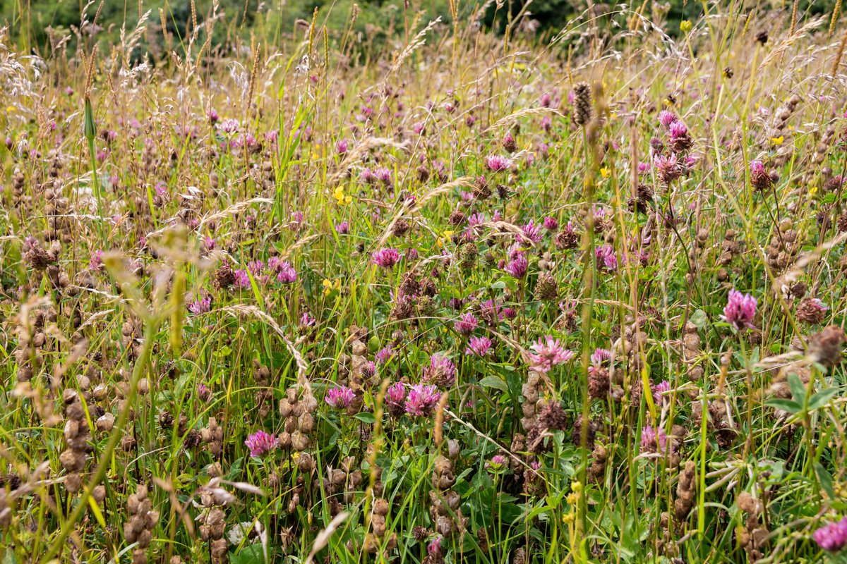 Had the pleasure of working in these wildflower meadows last week just outside Kettering whilst surveying for @ClieNFarms - absolutely teeming with life