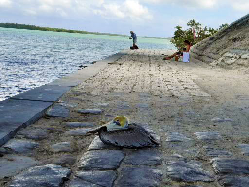 Support Captains For Clean Water - Paradise Coast Living paradisecoastliving.com/captains-for-c… #conservation #cleanwater #MotherEarth #Fishing #SWFL #FloridaCaptains #NaplesFL #MarcoIsland #EvergladesCity #Everglades #Ecology #FishingCaptain #ParadiseCoast #Florida #CleanerWater