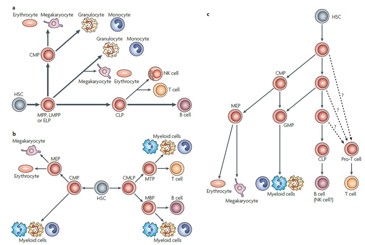 Hematología Clínica tweet media