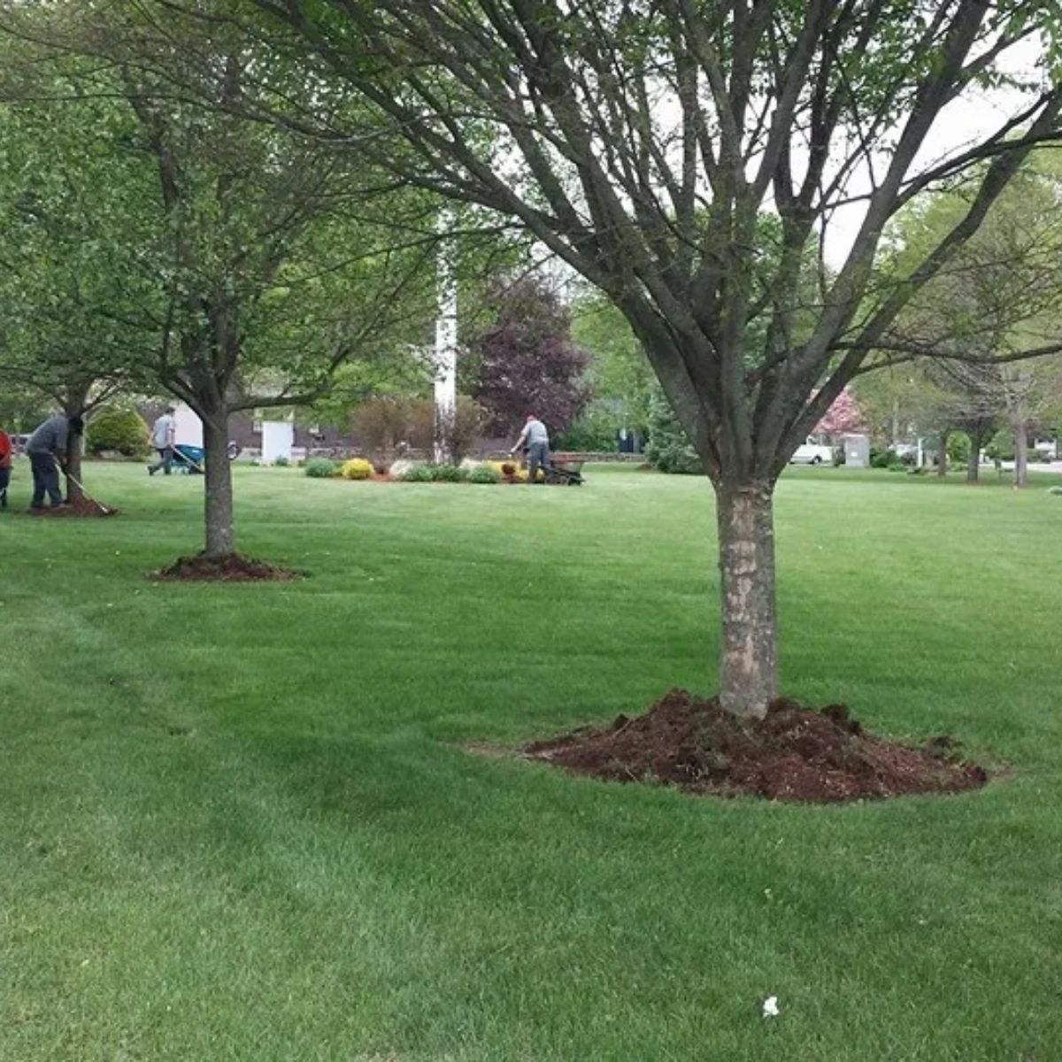 ShadyTreeLands1's tweet image. Planting trees can increase your property value, so let&apos;s get some added to yours soon enough! #LandscapeTips #LawnMaintenance