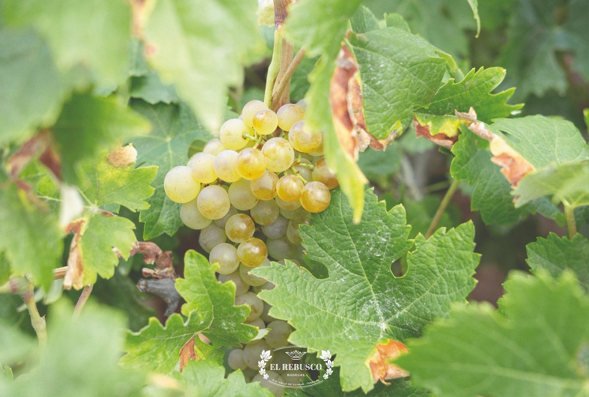 〰️ La #agricultura nos conecta a la tierra, a su diversidad, al agua, al sol... La agricultura es paisaje, patrimonio e identidad cultural. #Tenerife #vinosdeTenerife #isladevinos #vinosdealtura #IslasCanarias #enoturismo #vinocanario #ElRebuscoBodegas