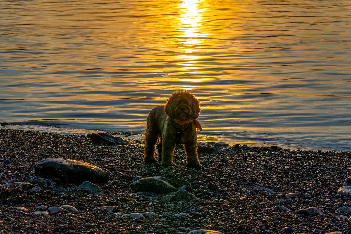 Doggo on the Thames beach. We have it all in #Greenwich 🧡