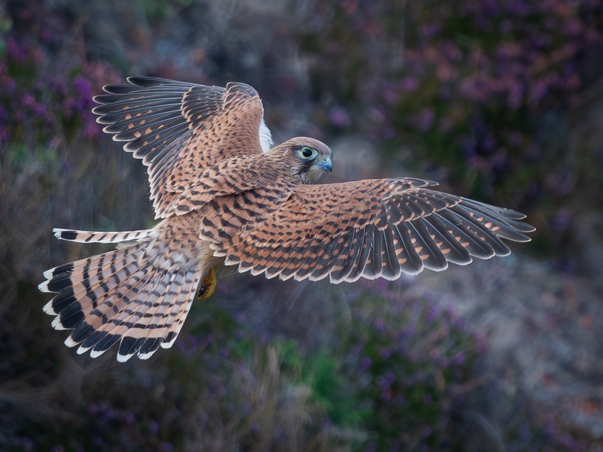 Peter Christian tweet media